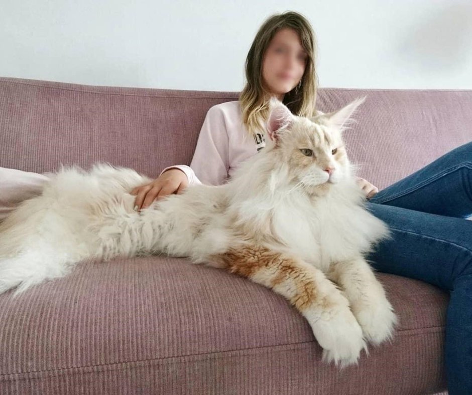 Камышовый Мейн кун