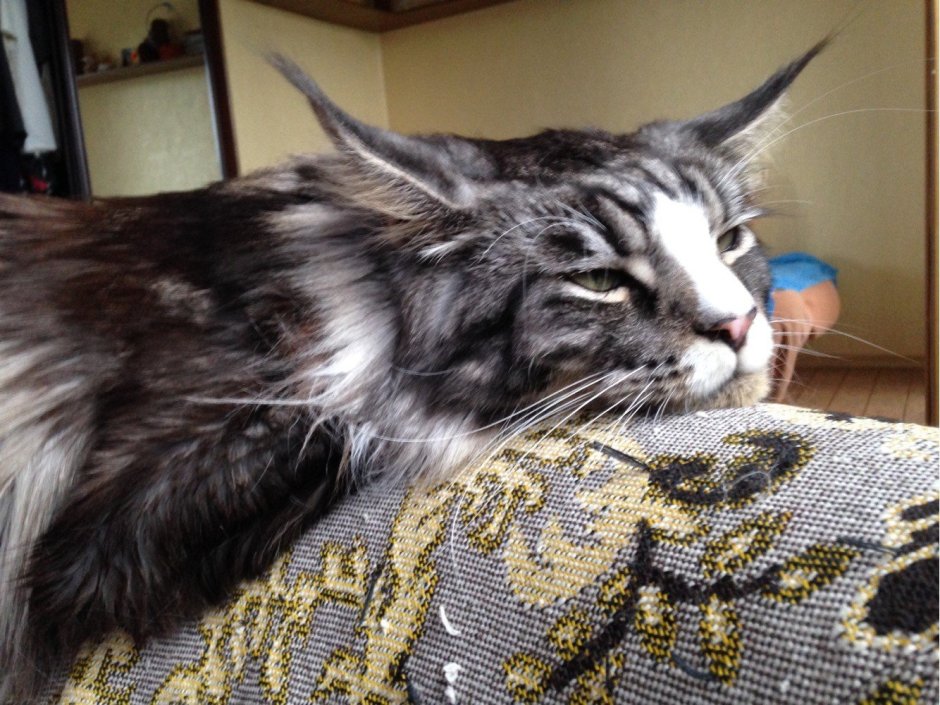 Васька а коты от кого произошли от Львов конечно