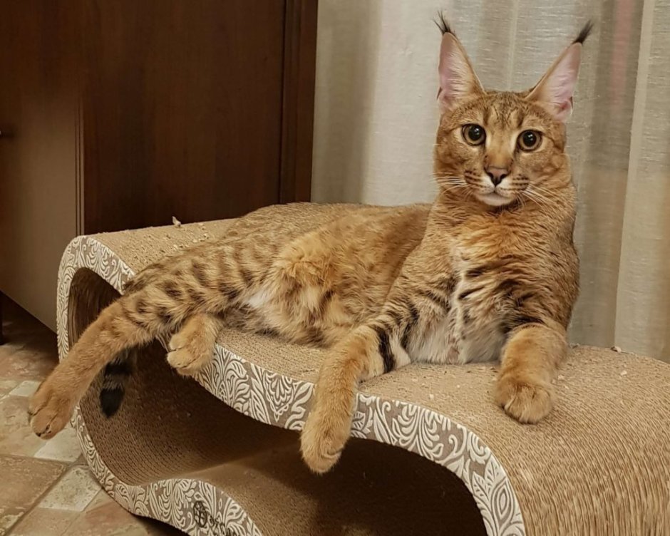 Полосатый кот Мейн кун