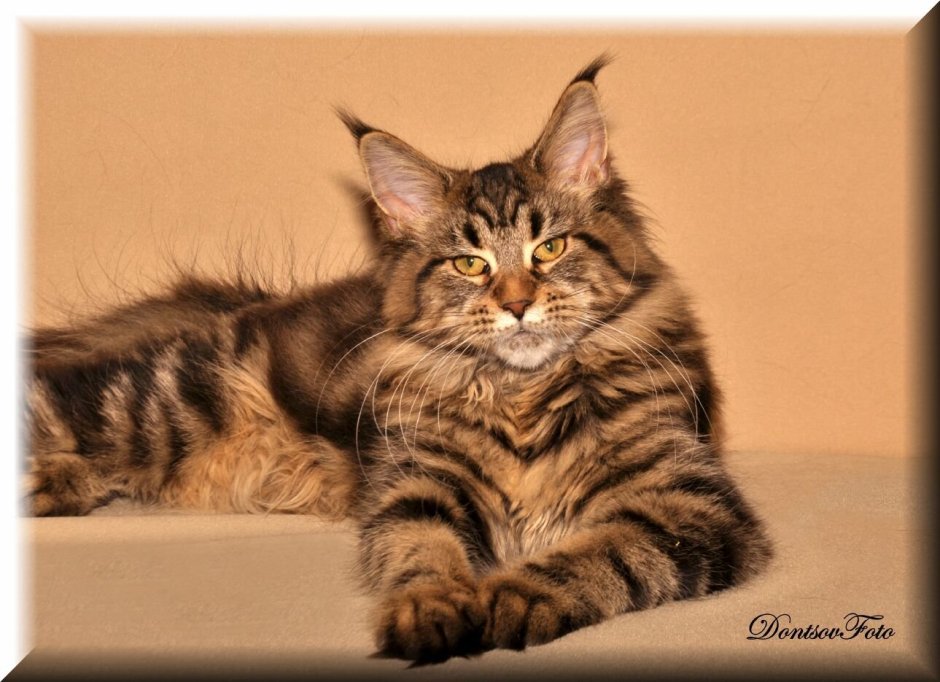 Мейн кун гибрид