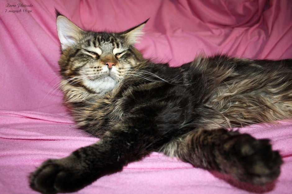 Мейн кун Арлекин