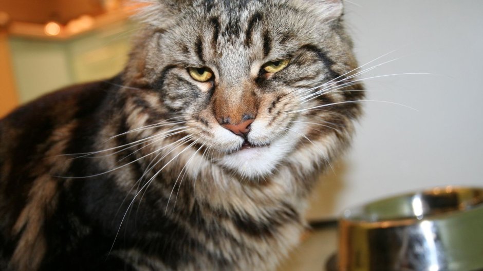 Кот Мейн кун Лотус