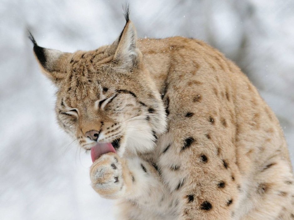 Кошка Камчатская Рысь