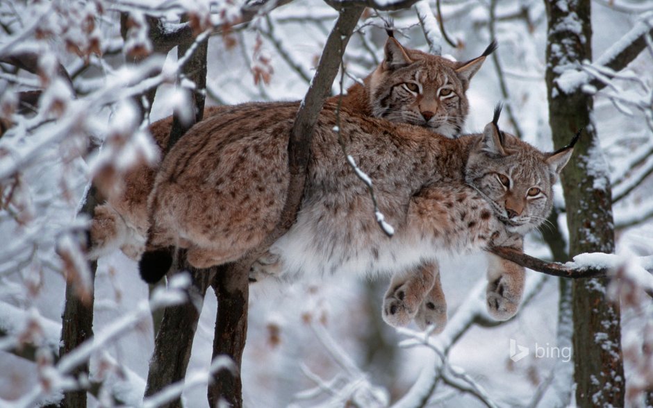 Рысь Felis Lynx l.