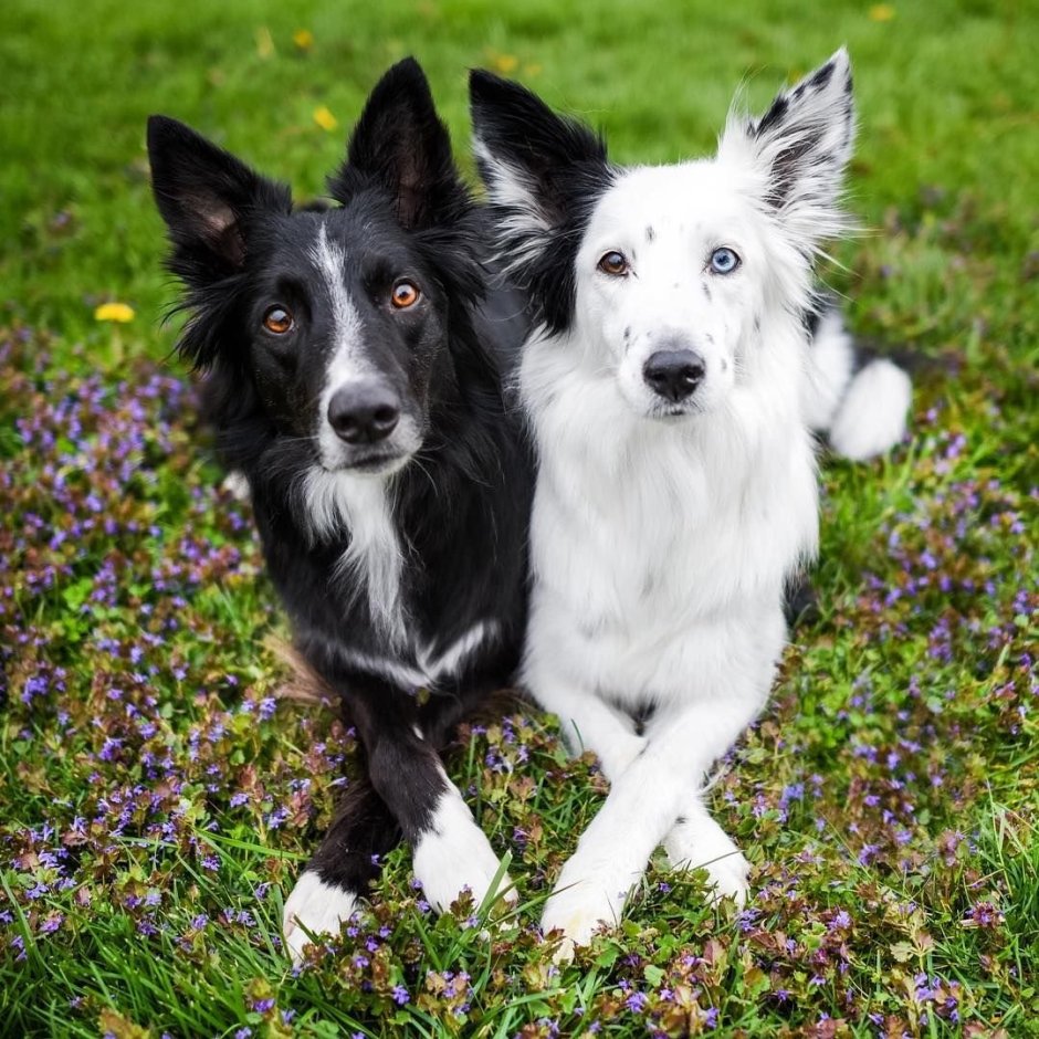 Бордер колли шоколадный