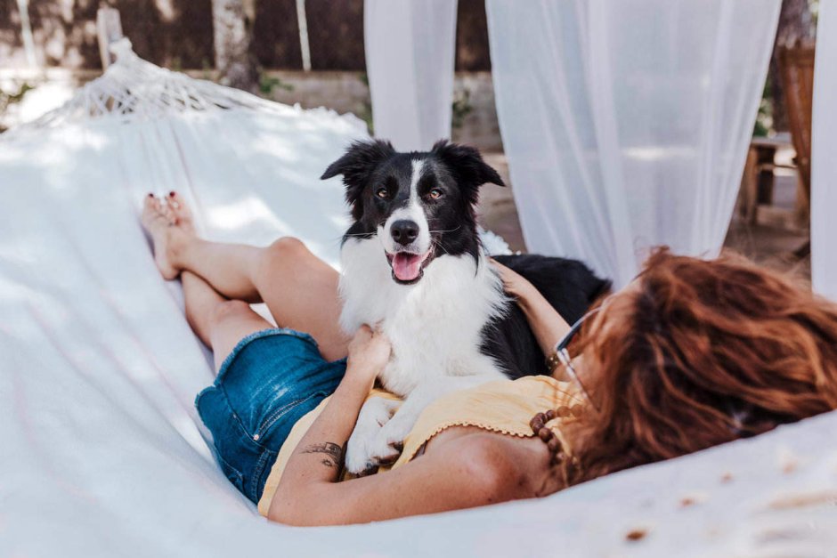 Бордер колли и хаски