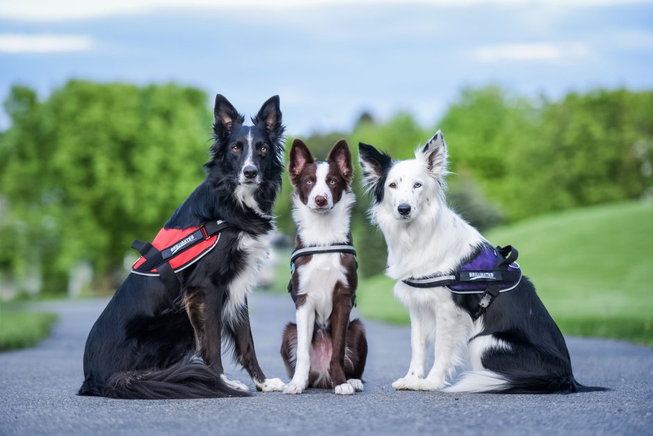 Доберман и бордер колли