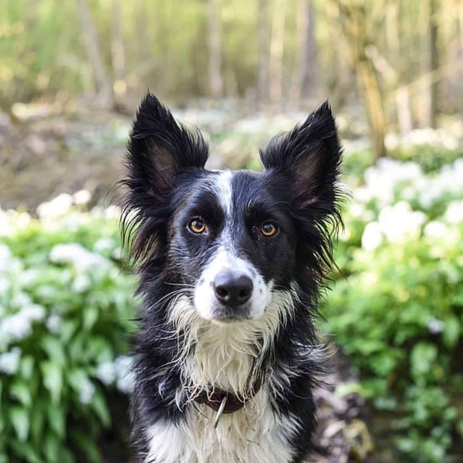 Собака друг