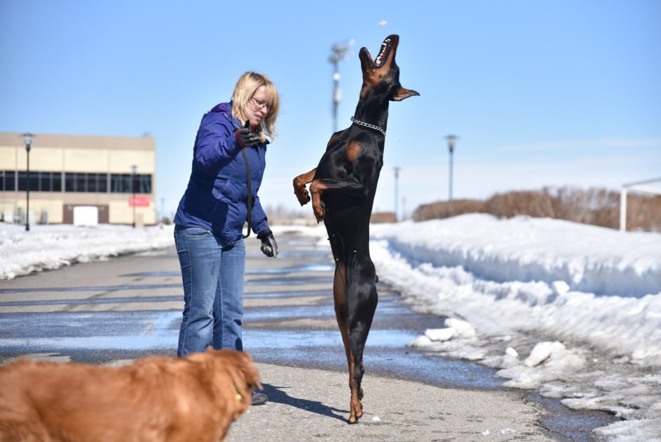 Помесь бордер колли и добермана