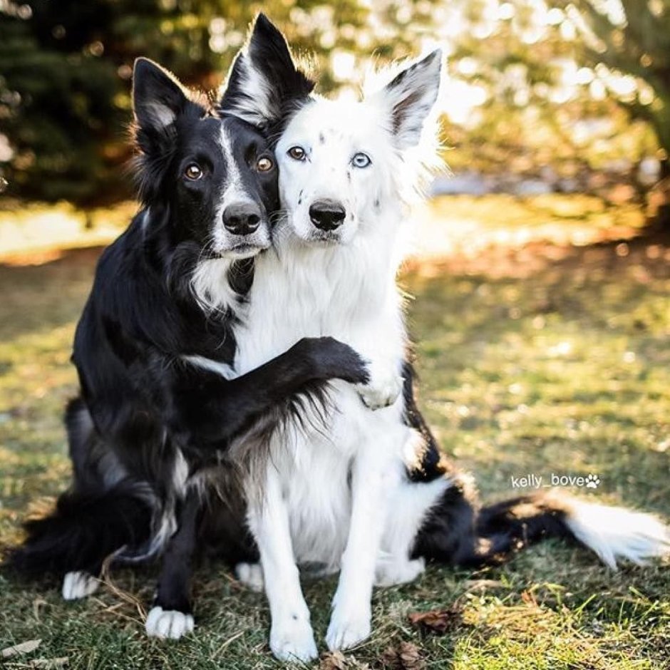 Бордер колли Эстетика