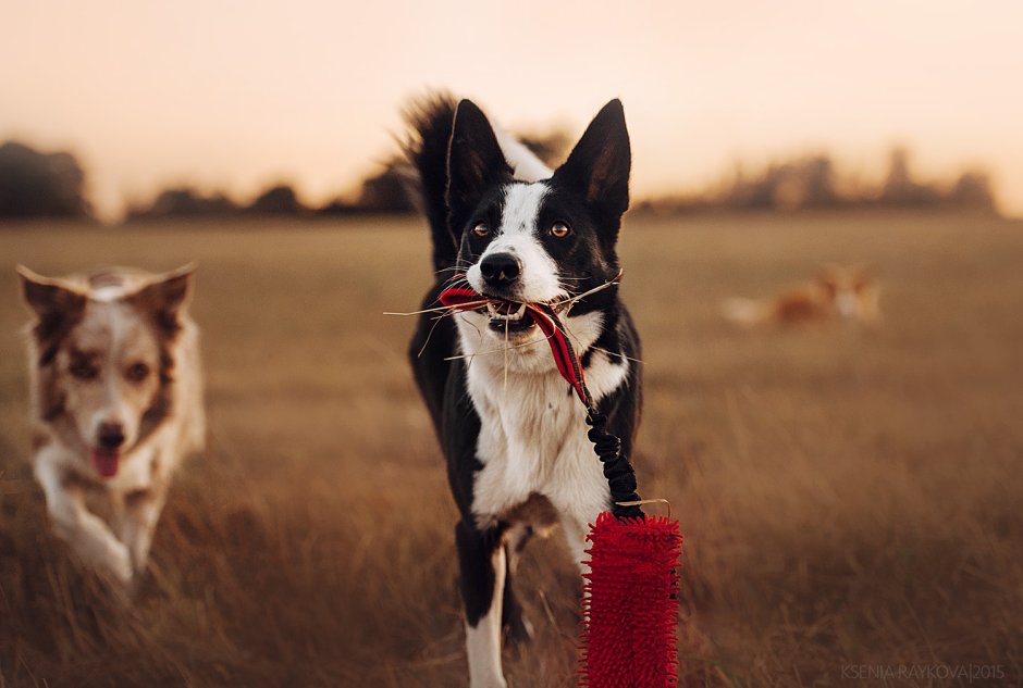Нарисовать девушку с собакой