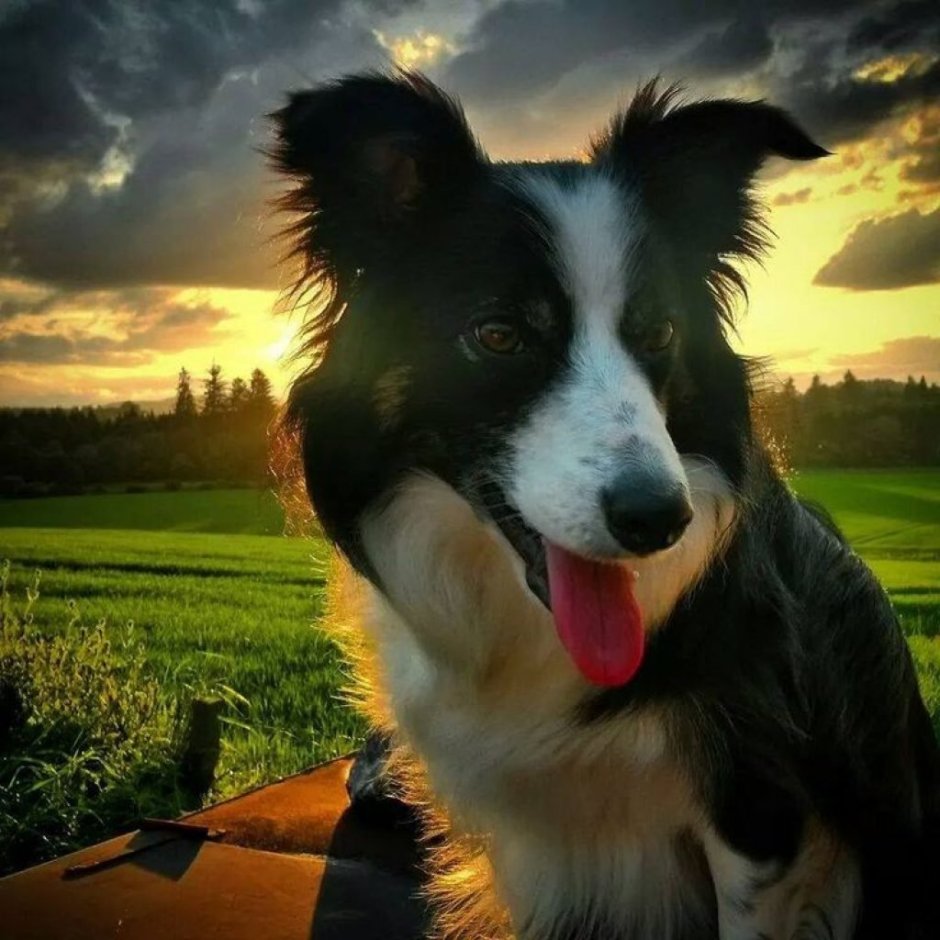 Колли аусси бордер колли