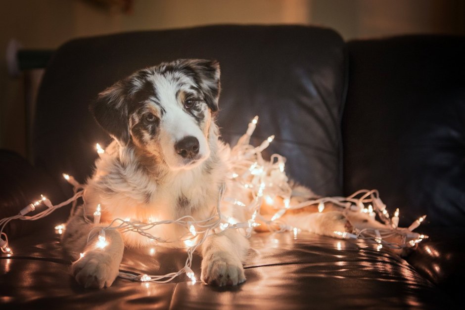 Бордер колли щенки