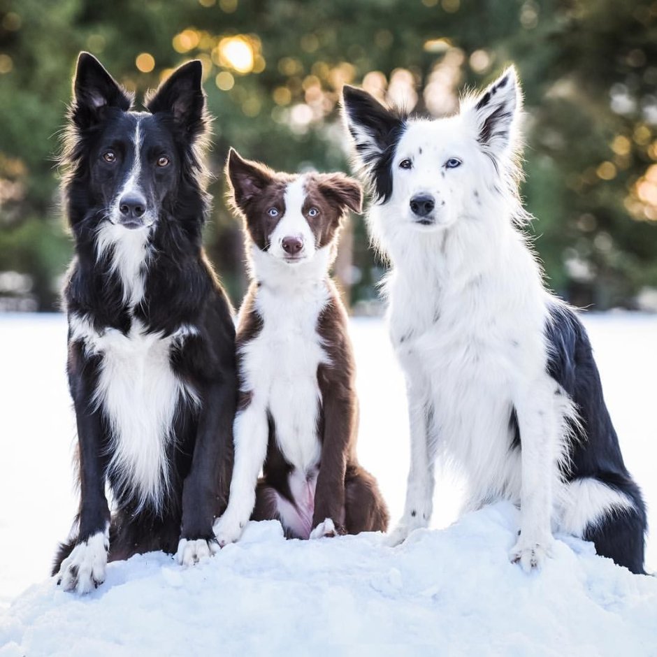 Две черно белые собаки