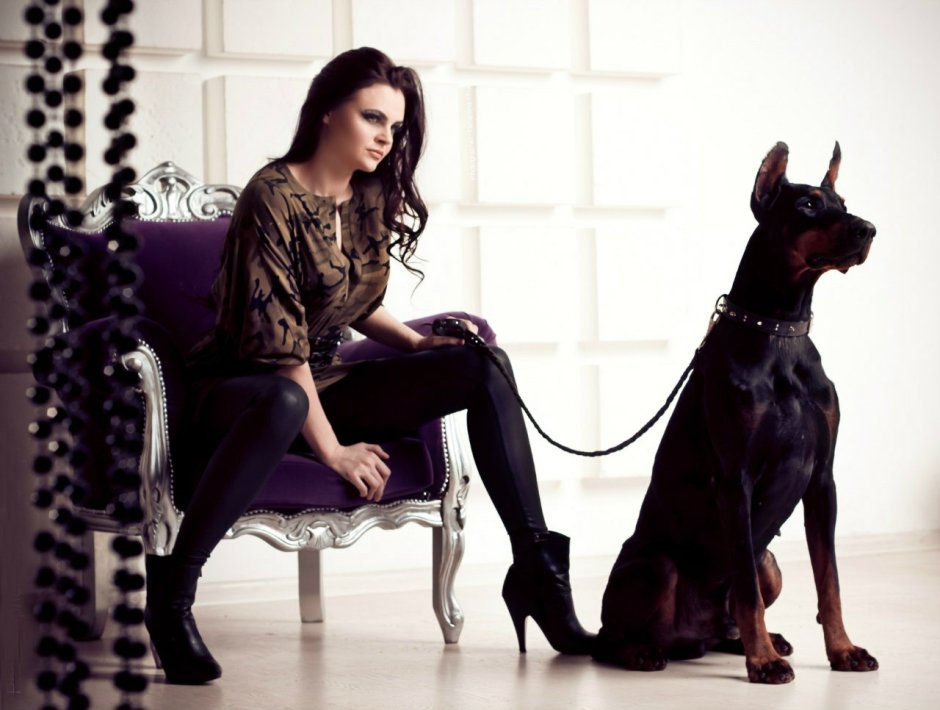 Бордер колли на охоте