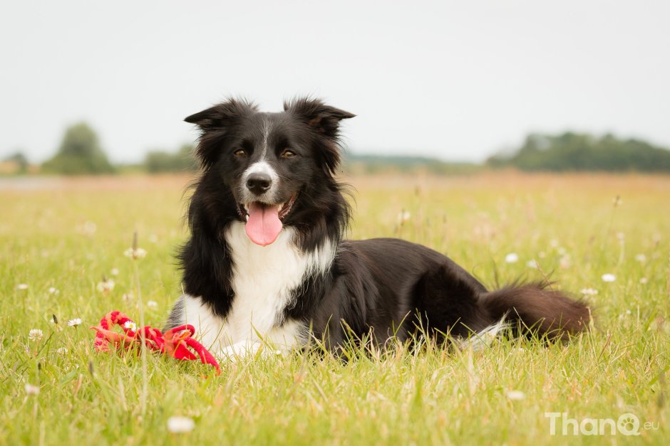 Бордер колли Виста родословная