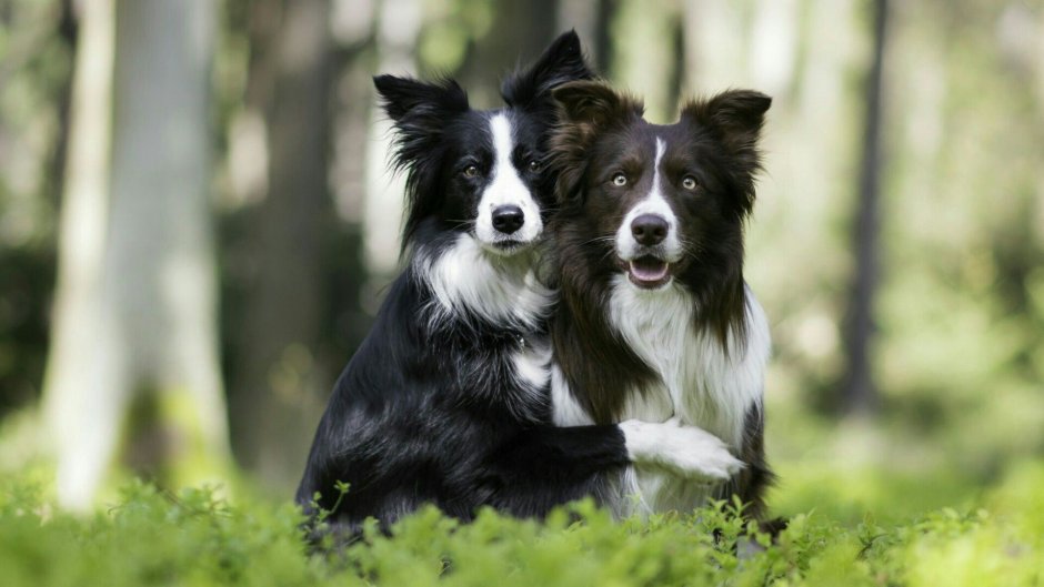 Бордер колли пара