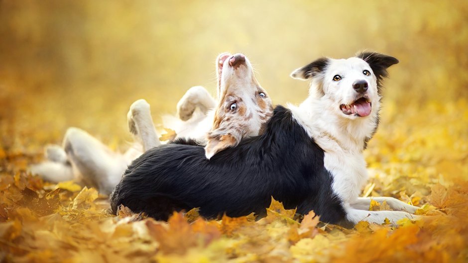 Бордер колли Delight