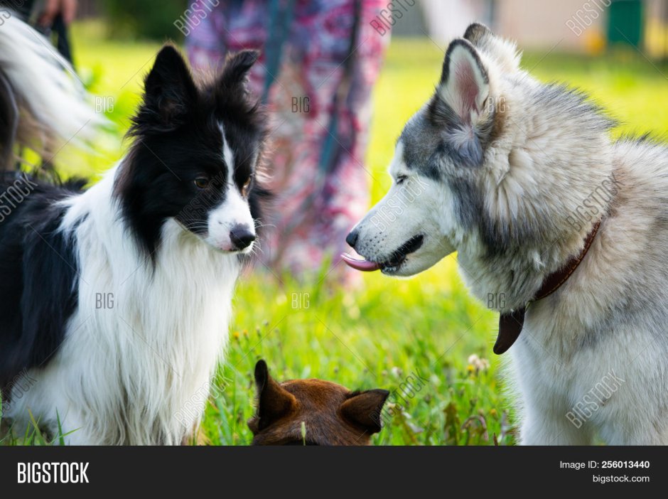 Бордер колли и немецкая овчарка