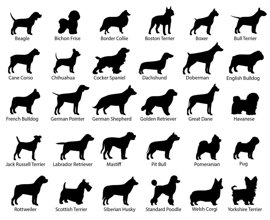 Бордер колли любовь