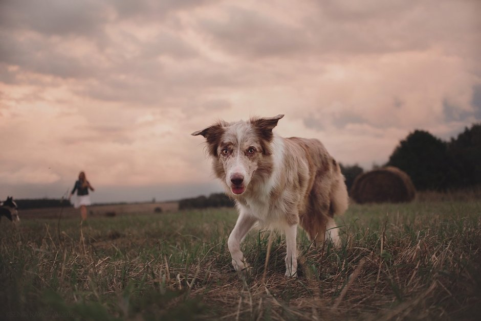 Самая умная порода собак сравнить с мебелью