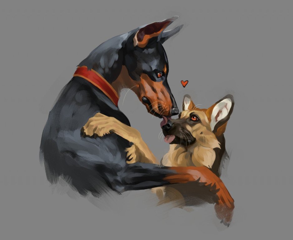 Бородатый бордер колли