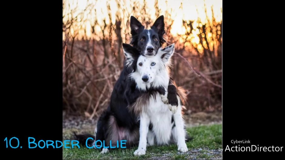 Бордер колли короткошерстный