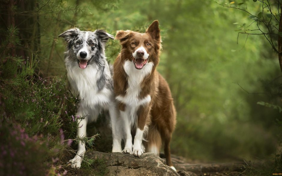 Бордер колли карликовый