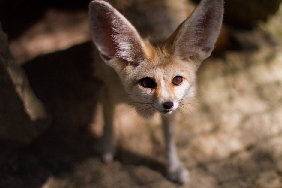 Fennec Fox