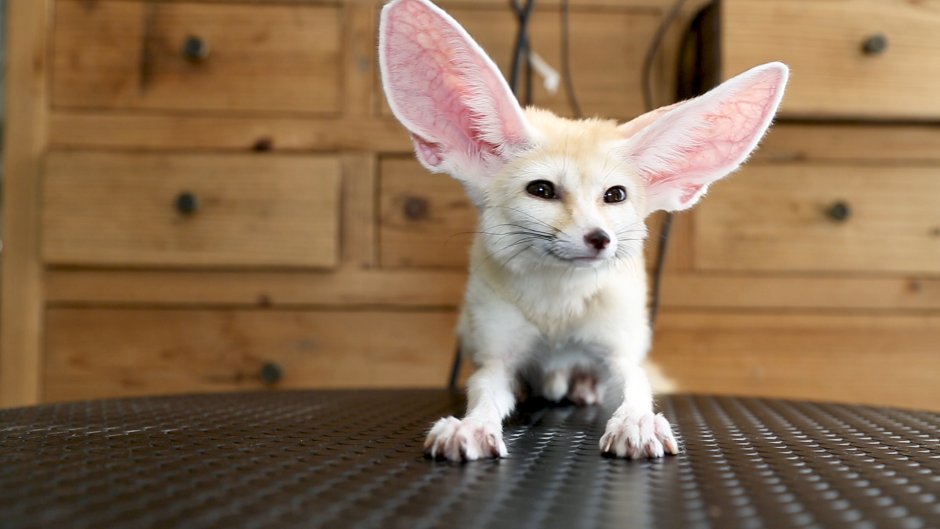 Male Fennec Fox