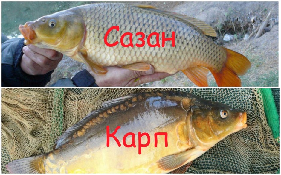Чем отличается Карп от сазана фото