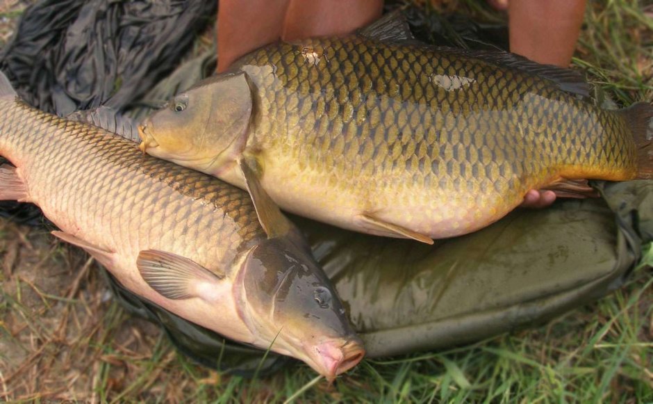 Сазан (Cyprinus Carpio)