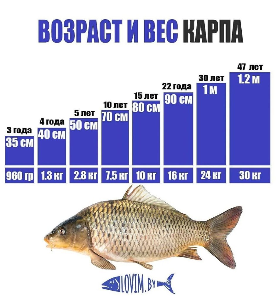 Карп Размеры