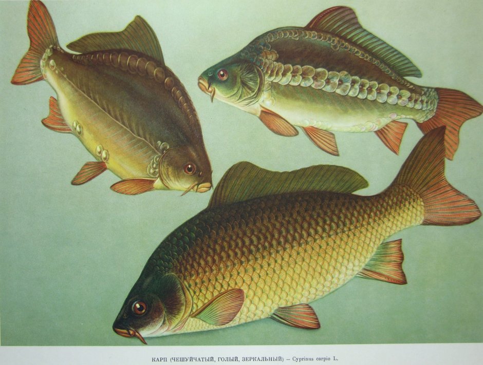 Карп обыкновенный – Cyprinus Carpio