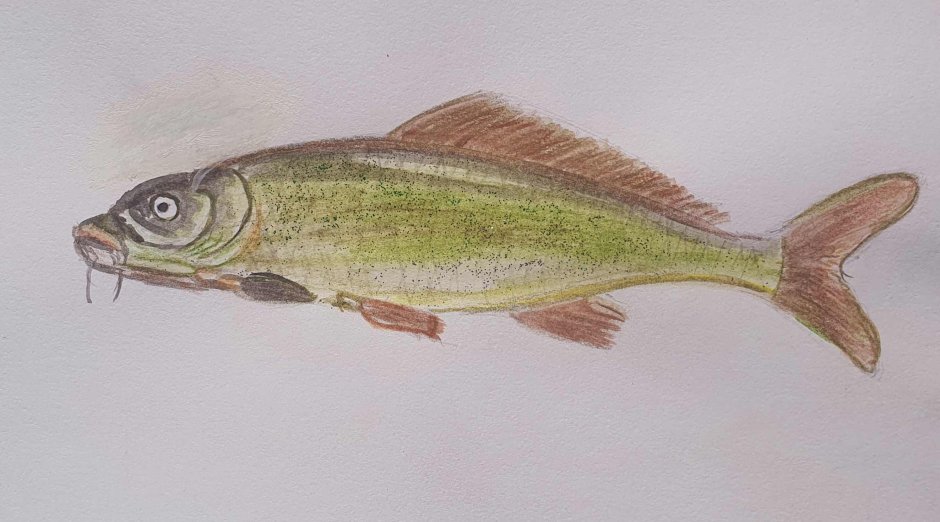 Карп (Cyprinus Carpio)