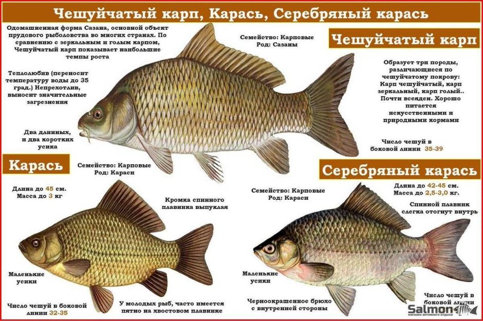 Разновидности карася