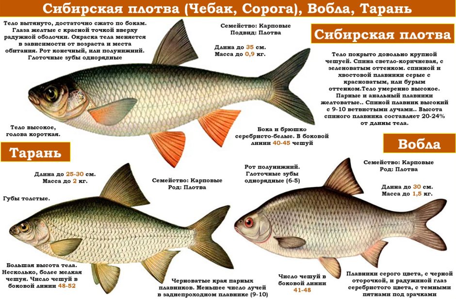 Карп сазан и толстолоб