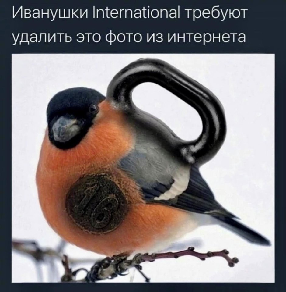 Снегири зимой