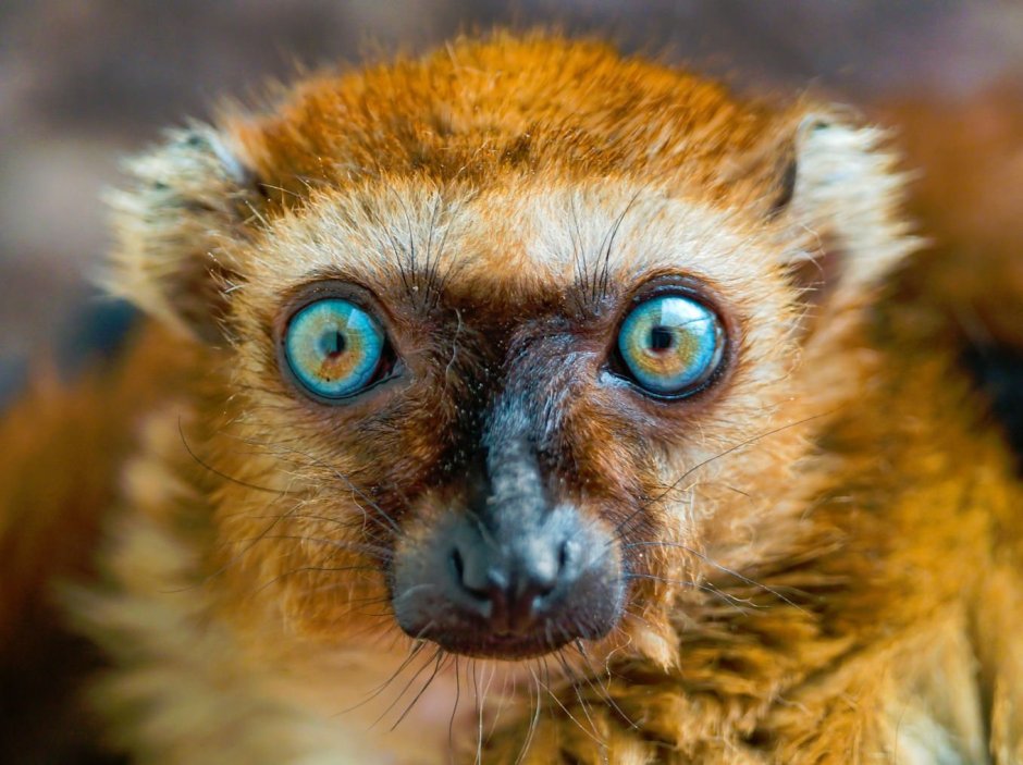 Eulemur flavifrons