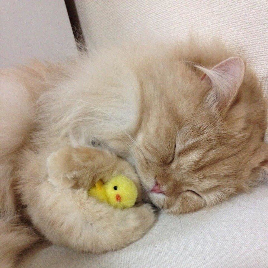 Пасхальные котики открытки