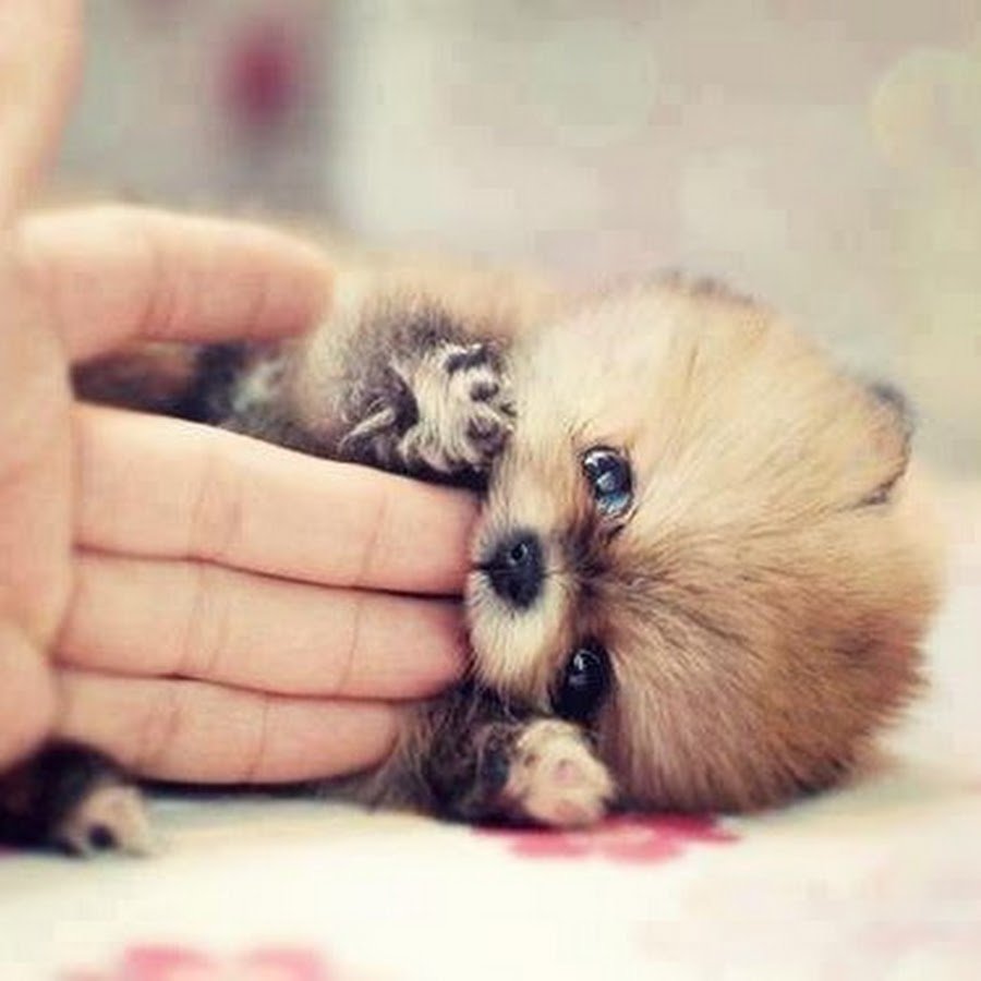 Моланг мультсериал