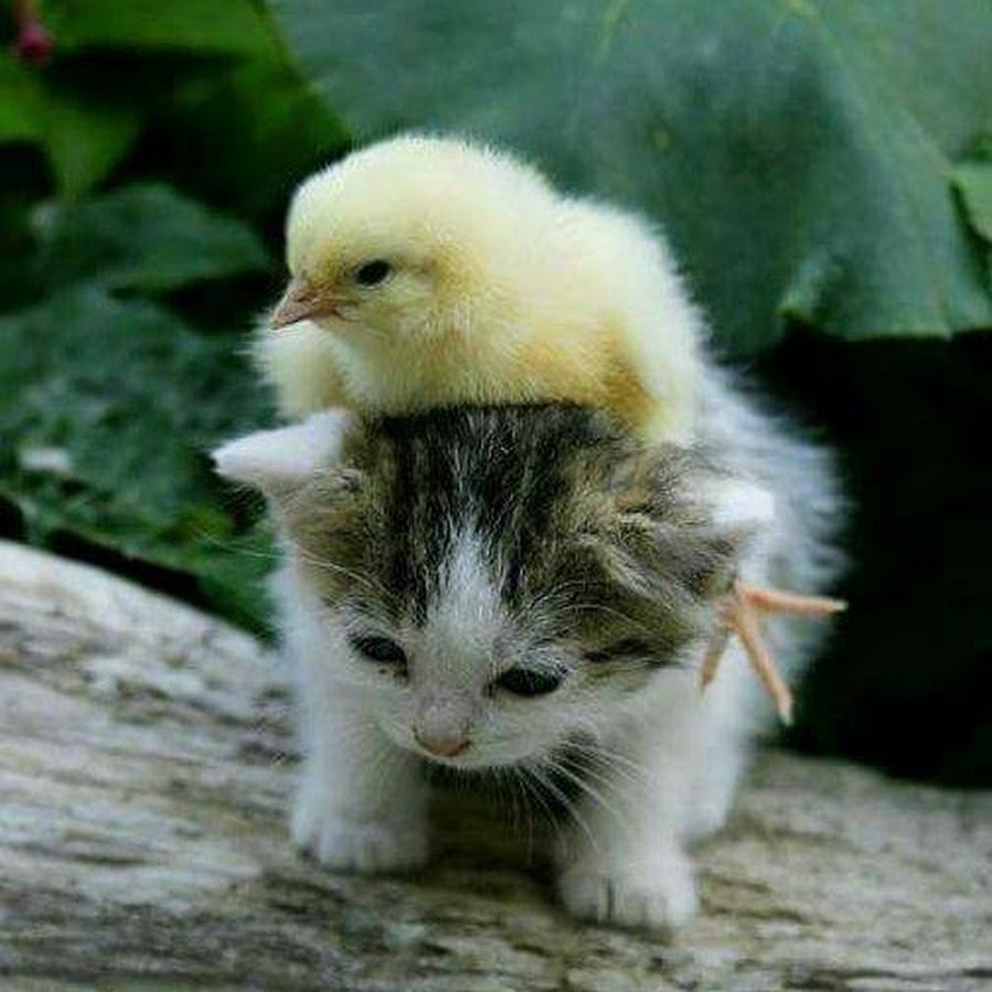 Котенок и цыпленок