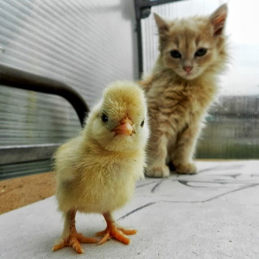 Милые цыплята и котята
