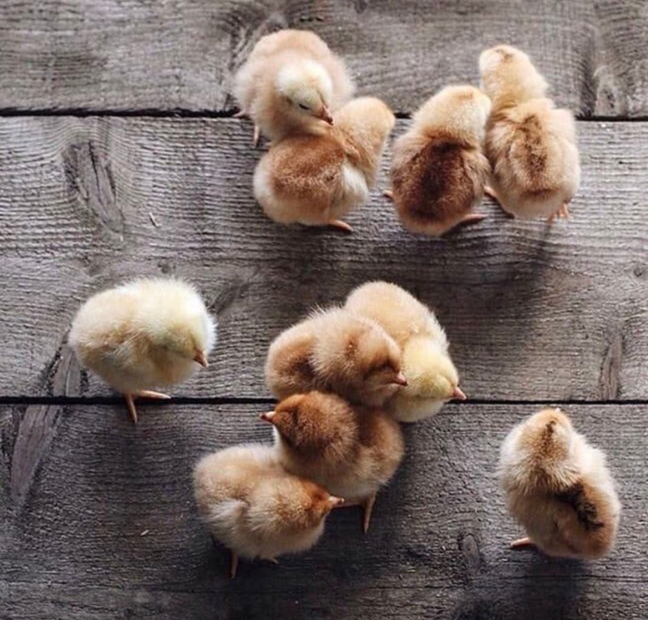 Мимимишные животные