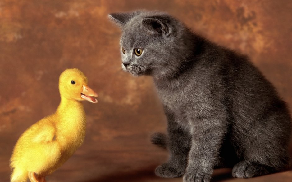 Котенок и цыпленок