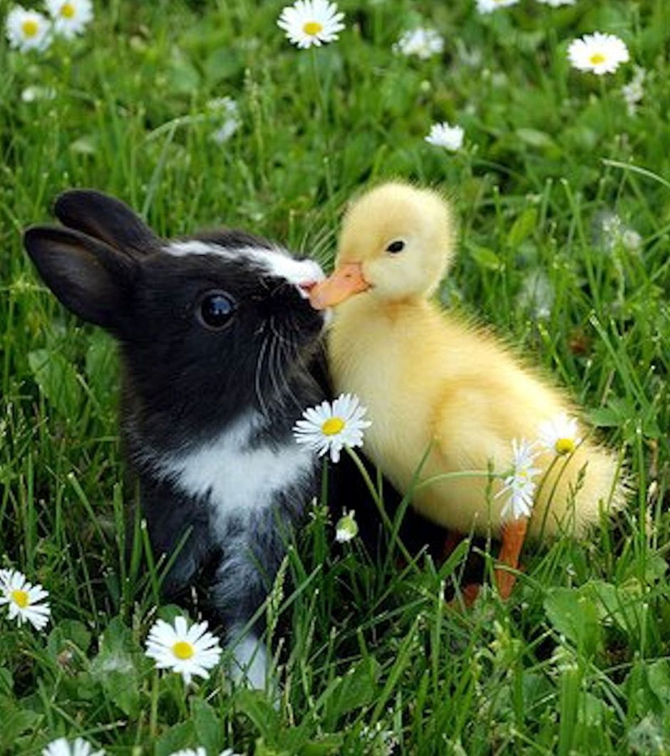 Кролик и цыпленок