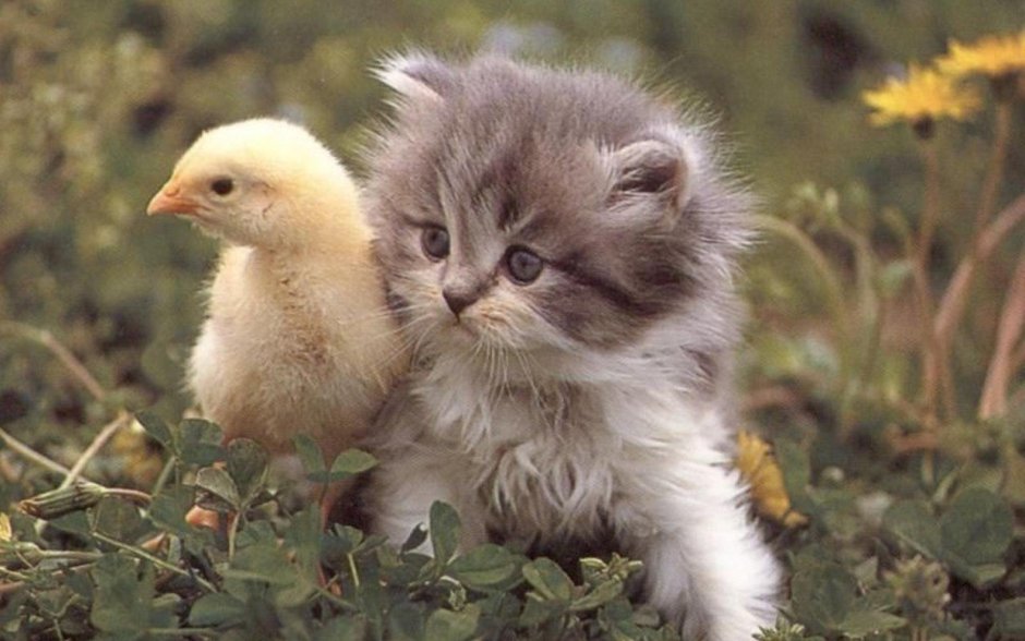 Котенок и цыпленок