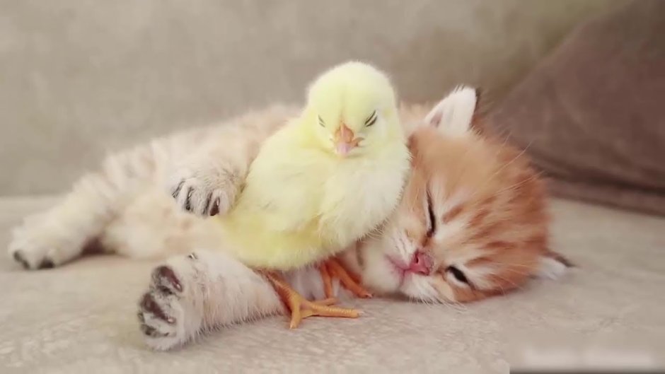 Теплота милота