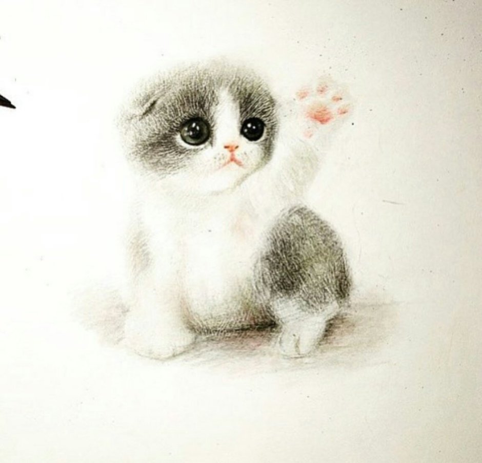 Кот и кролик