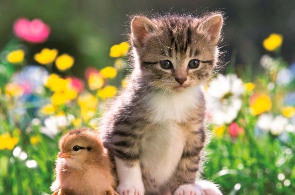 Котенок и цыпленок
